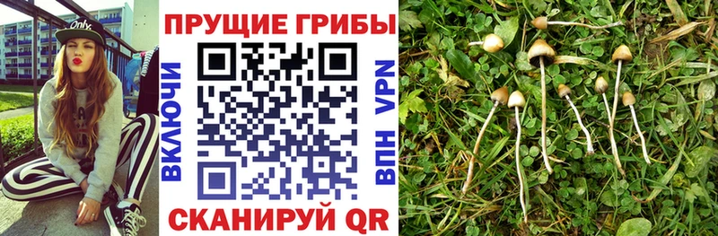 Галлюциногенные грибы Magic Shrooms  Купить где  Пересвет 